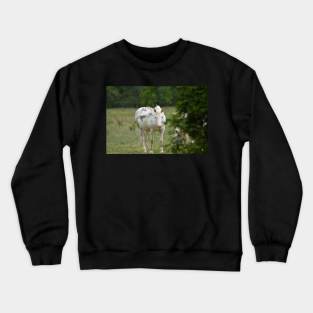 Wild Horse Crewneck Sweatshirt